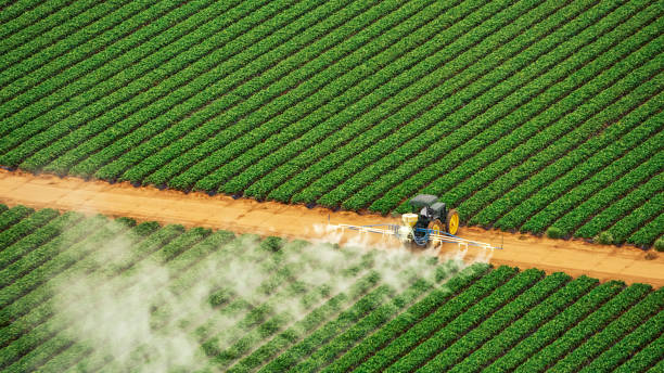 Wasp Removal Services in Lincolnton, GA