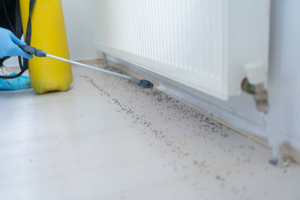 Best Insect Control  in Lincolnton, GA